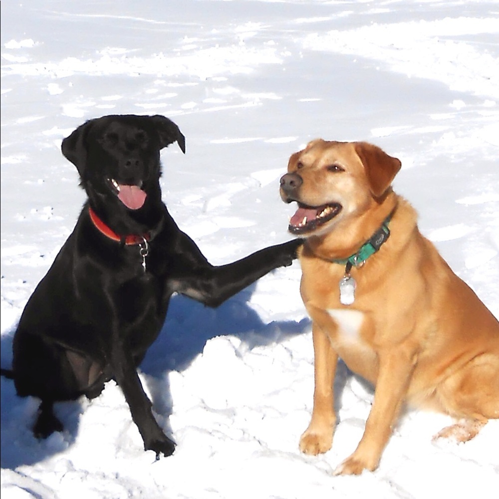 Meet your Posher, Shannon